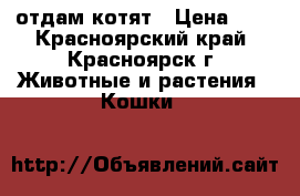 отдам котят › Цена ­ 5 - Красноярский край, Красноярск г. Животные и растения » Кошки   
